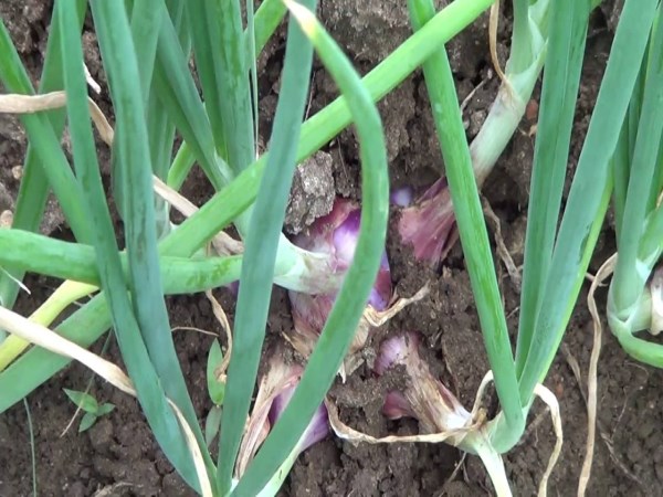 Onions are grown in these months and yield good yield.