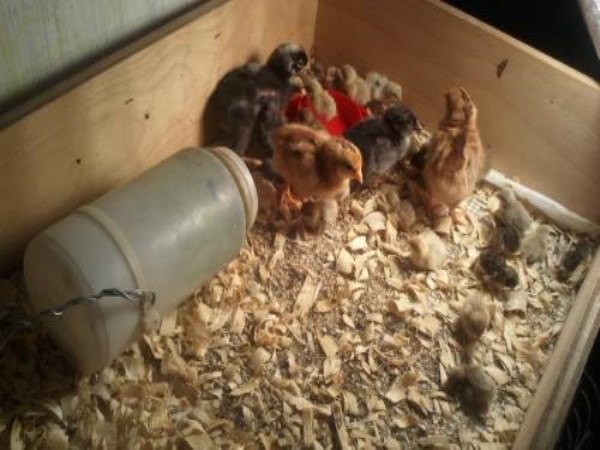 How to have chickens and brood room