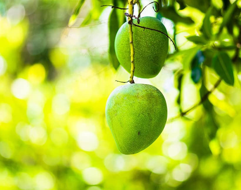 Rare Noor Jahan mango variety to have a low yield this season