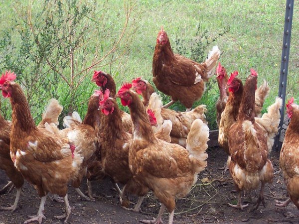 It is not enough to grow chickens! To maintain and maintain Then the disease does not hit ...