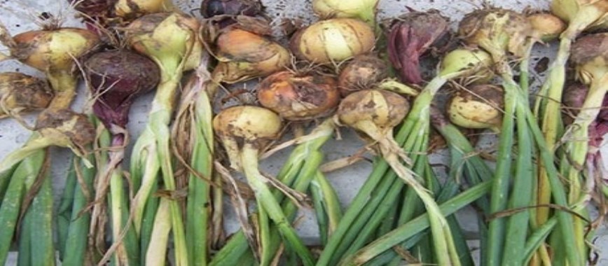 after the-harvest-diseases-of-the-onion-and-their-sympt