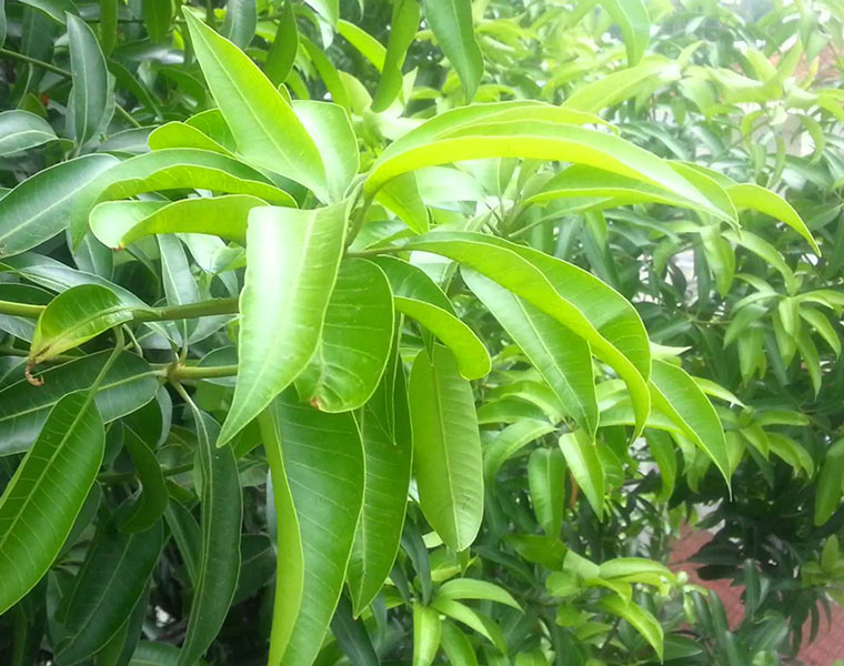 know why are mango leaves considered auspicious in tamil mks