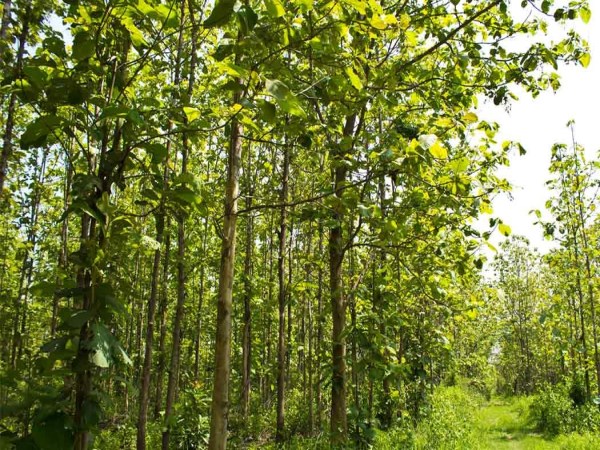 The teak tree is considered to be valuable because it has so many specialties ...