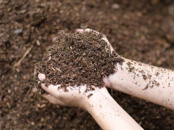 What do you need to prepare fertilizer from park waste? Know this ...