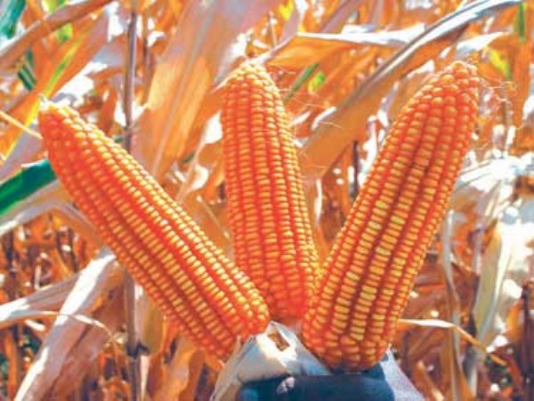 In this manner the yield of maize is only 30 thousand.