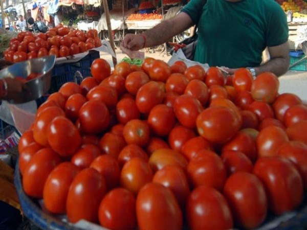 tomato farming