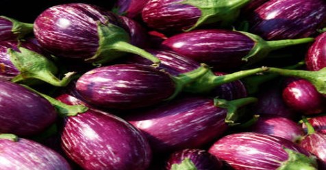 How to make plant production in brinjal