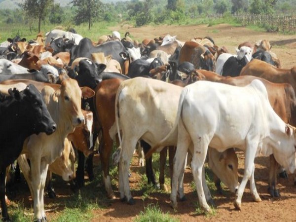 Reproductive time care for livestock is a sight ...