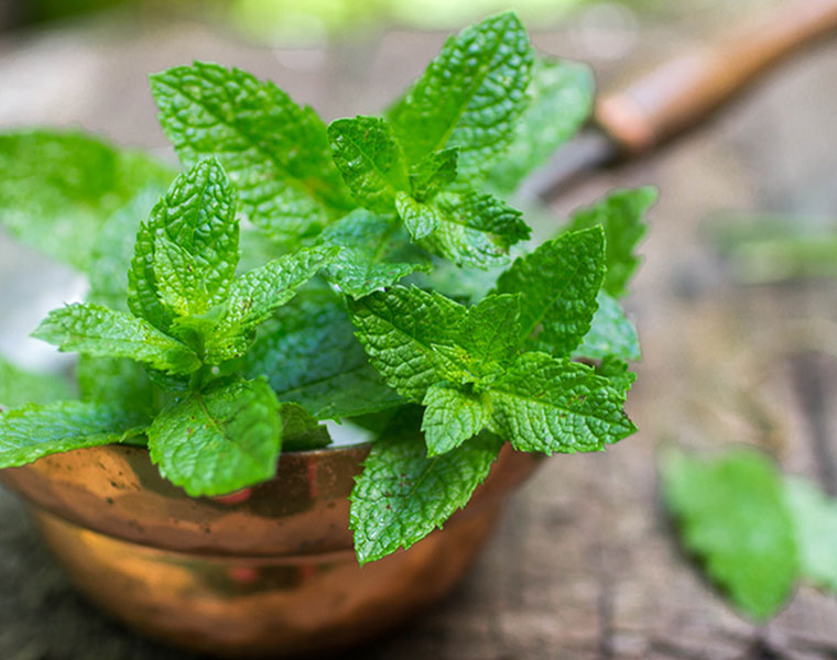 Health benefits of mint