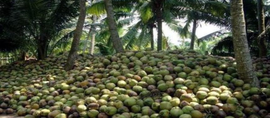 broker commissions-coconut-mandi-katikkirata-hand-try-t