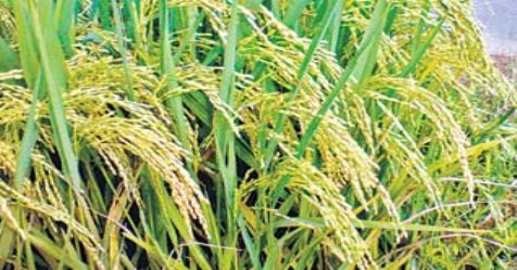 These ways can help control the disease of tungro infecting rice ...