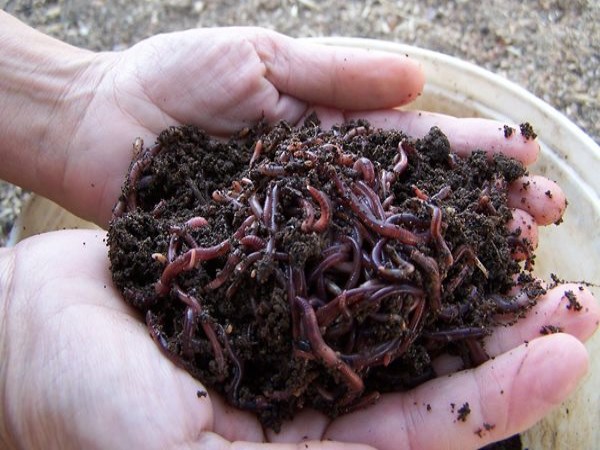 Here are some doubts and solutions for the preparation of soil worm.