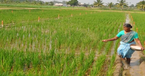 In direct paddy seed the management of fertilizers can get additional yield