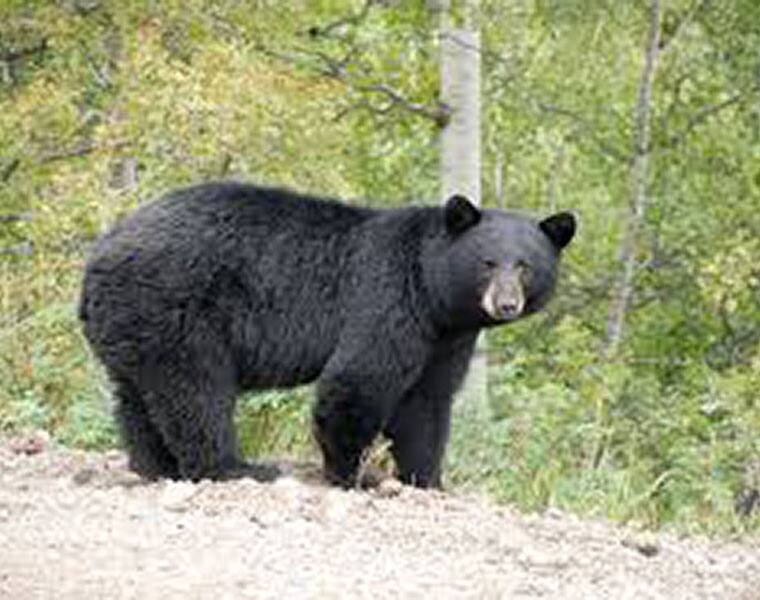 Bear Dies in Road Accident in Shivamogga