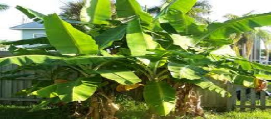 banana yield-is-obtained-by-providing-the-proper-nutrie