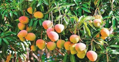 With these ways we can increase the the production of mango