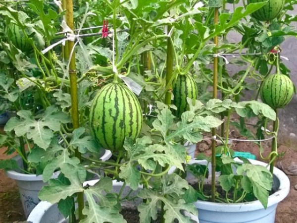 This is one of the most vulnerable in watermelons. Solution inside ...