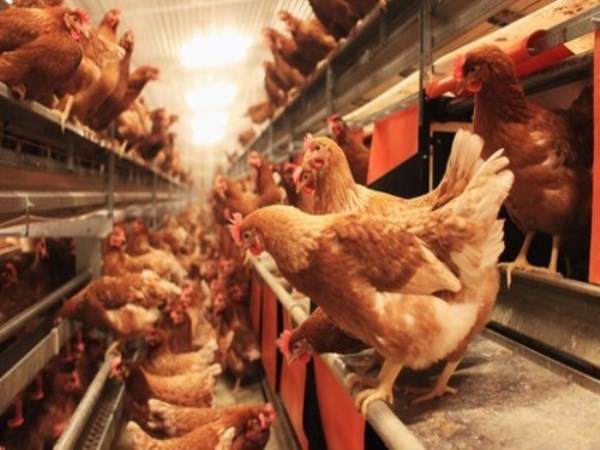 These ways help save the country from attacking chickens.