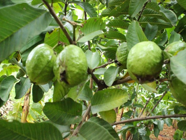 It can be a good profit if you plant it in a lemon crop during lactation ...