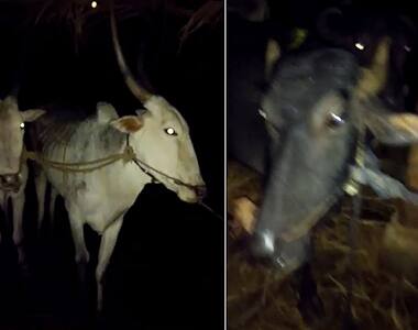 Holy cow meant for illegal slaughter rescued