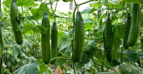 Cultivation method of cucumber