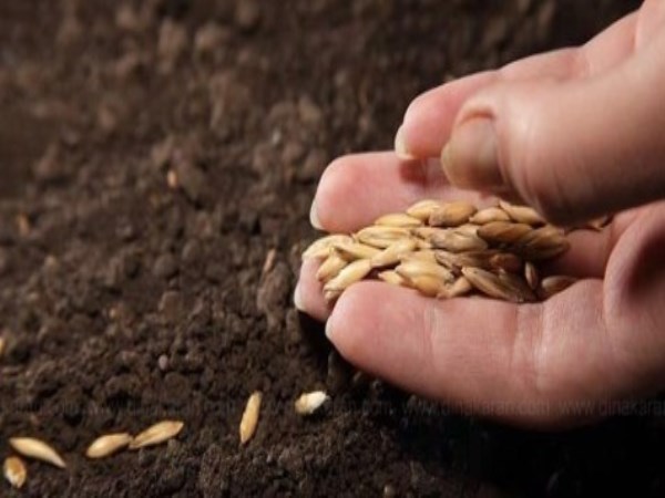 Seeding is necessary before sowing vegetable seeds. Why?