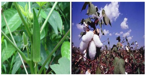 Ways to control pest in brinjal and cotton