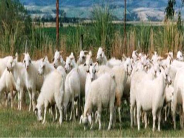 The main feed management for breeding cattle feed ...