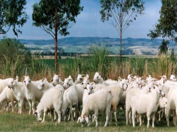 how to manage productive in sheep