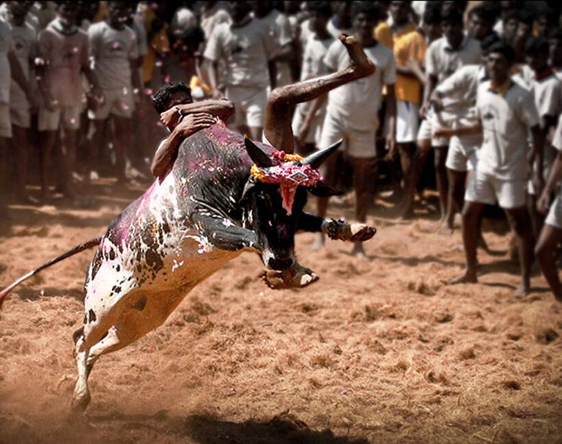 ‘Jayalalithaa to be blamed for jallikattu ban’