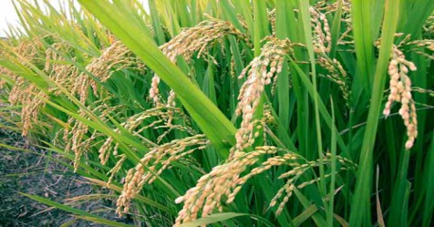 Want to protect rice from pests and diseases? Read this ...