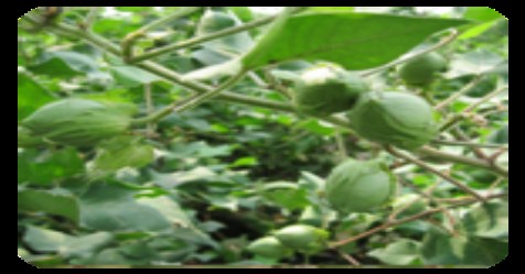 How to produce hybrid cotton seed