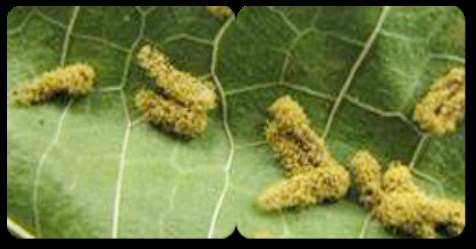 the silkworm-is-being-hit-by-so-many-illnesses-that-its