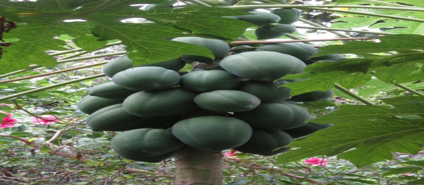 papaya valaiyappulli-the-attack-virus-management-strate