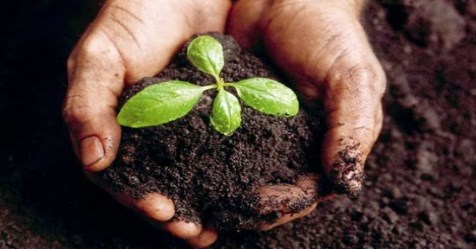 This natural fertilizer technology can improve soil fertility