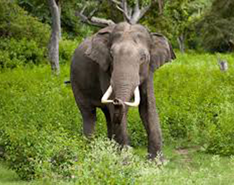 wild Elephant attacks school girl in madikeri