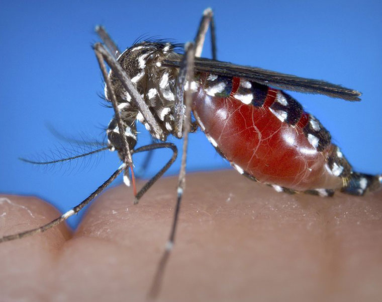 What If A Drug Could Make Your Blood Deadly To Mosquitoes