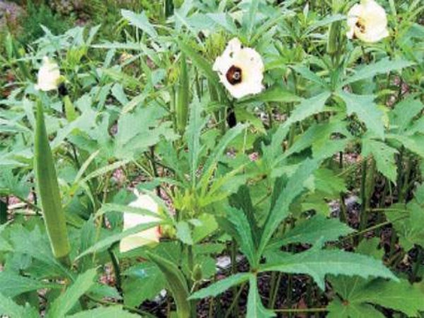 ladies finger cultivation methods 