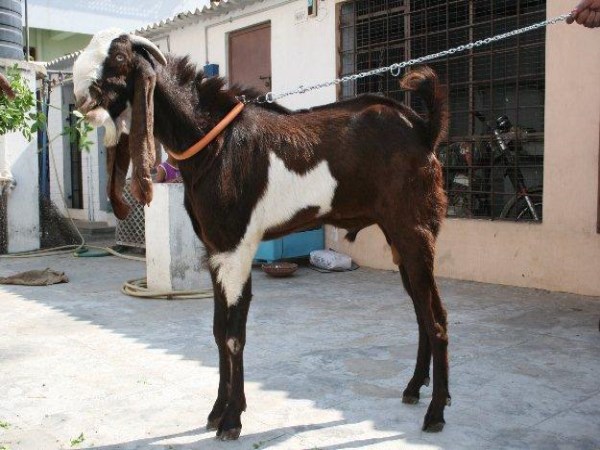 The best Indian breeds of goats and foreign breeds of our country ...