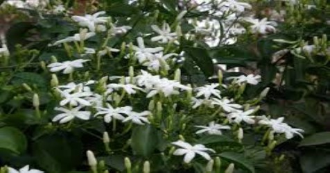 Follow these ways to control fungal diseases that appear in the jasmine ...