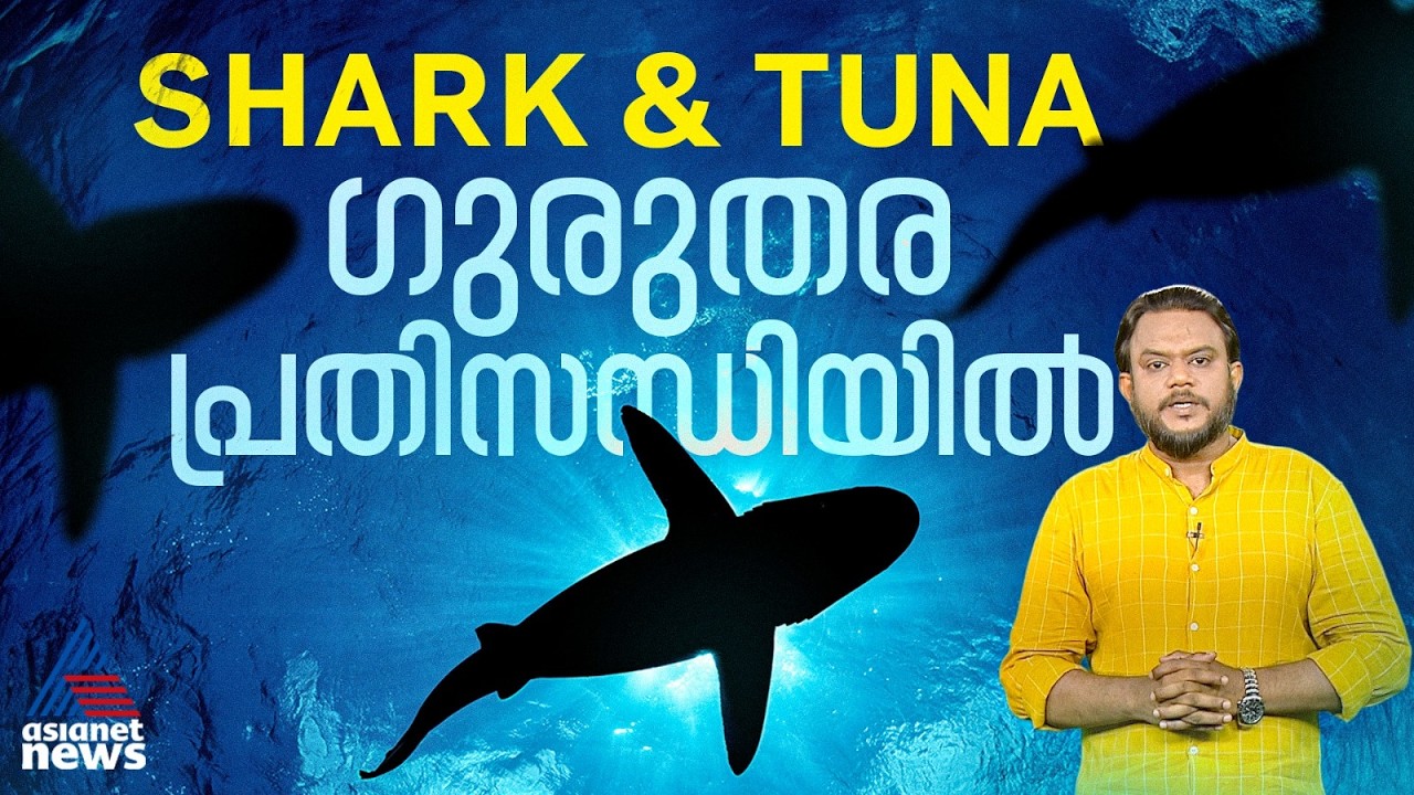 സ്രാവുകളും ട്യൂണയും പ്രതിസന്ധിയിൽ; കാണാം പ്രപഞ്ചവും മനുഷ്യനും | Sharks | Tuna | Global Warming