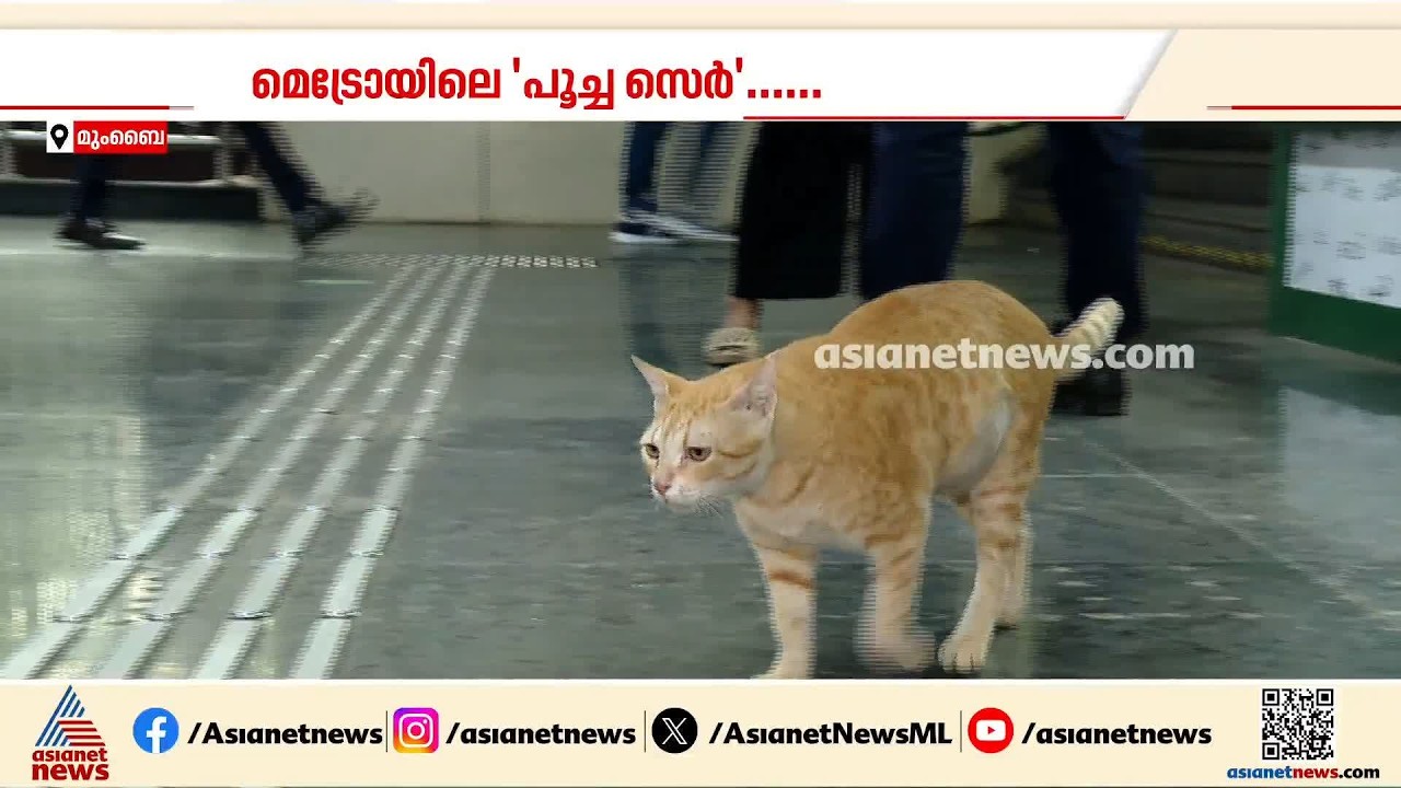 മുംബൈ ഗുണ്ടവലി മെട്രോ സ്റ്റേഷനിൽ അസാധാരണ നിയമനം; സിഎഫ്ഒ പദവിയുമായി പൂച്ച സർ| Mumbai | Cat