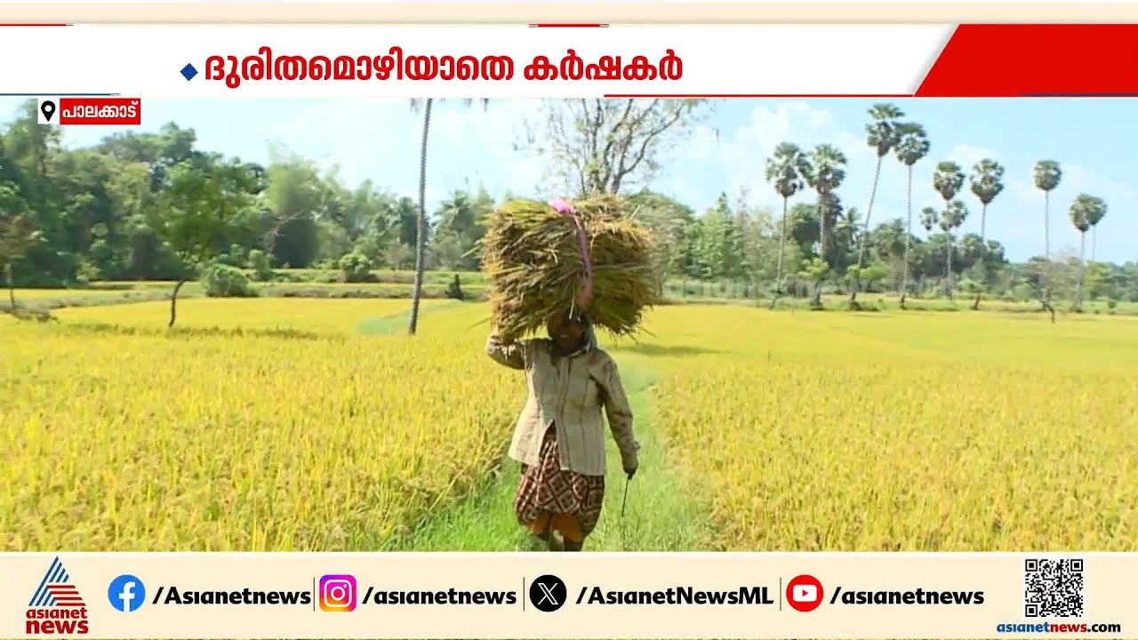 'കൃഷി ചെയ്യാൻ പണം വേണ്ടേ?'; തെരഞ്ഞെടുപ്പ് കാലത്തും പ്രതിസന്ധികളിൽ അയവില്ലെന്ന് പാലക്കാട്ടെ നെൽകർഷകർ