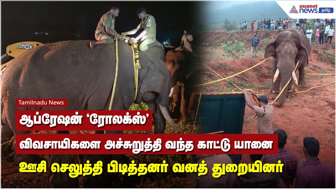 ஆப்ரேஷன் "ரோலக்ஸ்".. விவசாயிகளை அச்சுறுத்தி வந்த காட்டு யானை ஊசி செலுத்தி பிடித்தனர் வனத் துறையினர்