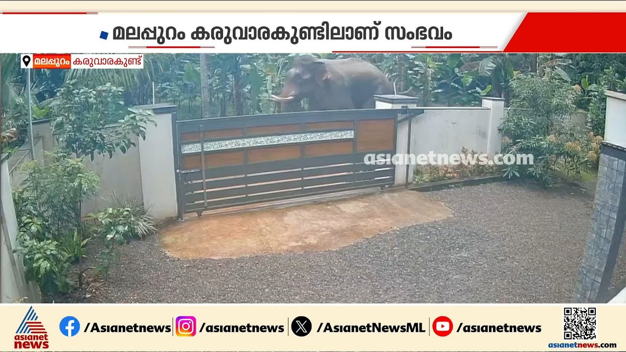 കാട്ടിലേക്ക് കടത്തിയ കാട്ടാന വീണ്ടും നാട്ടിലിറങ്ങി; സംഭവം മലപ്പുറം കരുവാരക്കുണ്ടിൽ | Malappuram