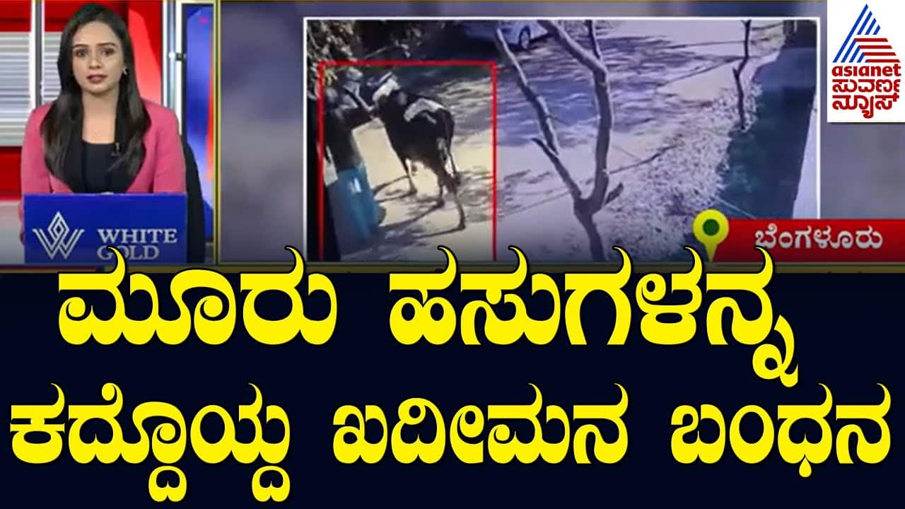 Thief Arrested in Cattle Theft Case | Suvarna News