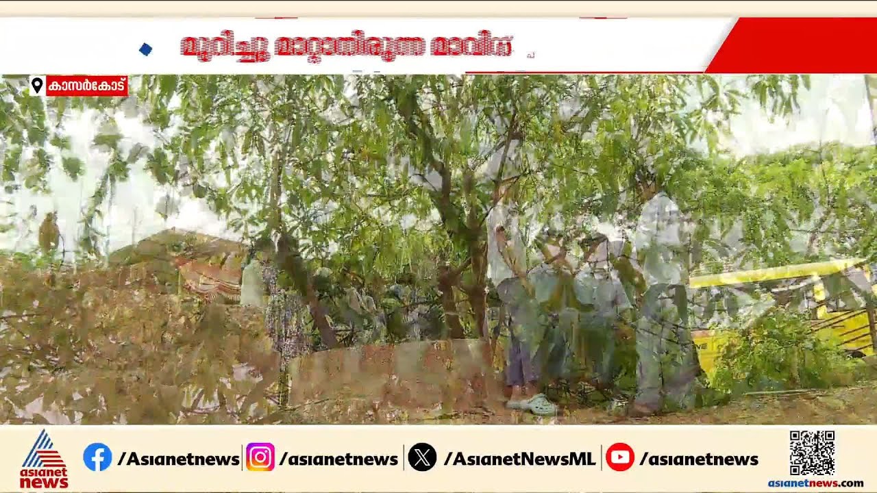 ഇതൊരു അതിജീവന കഥയാണ് മനുഷ്യന്റെയല്ല മാവിന്റെ; സ്കൂൾ കുട്ടികൾക്ക് തണലായി പയസ്വിനി വളരുകയാണ്