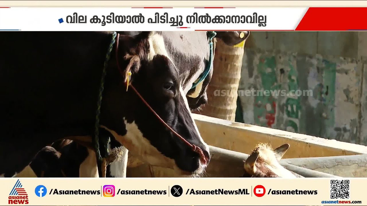 കാലിത്തീറ്റ വില കൂടുമോ; ആശങ്കയൊഴിയാതെ ക്ഷീരകർഷകർ