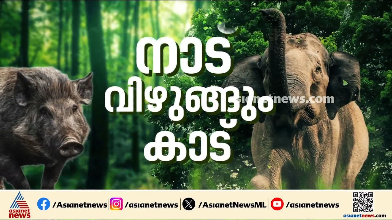 കൈതച്ചക്ക തിന്നാൻ കാടിറങ്ങുന്ന കാട്ടാനക്കൂട്ടം; ഭയപ്പാടിൽ ഒരു നാട്