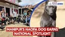Manipur’s Haofa Dog Gains National Attention